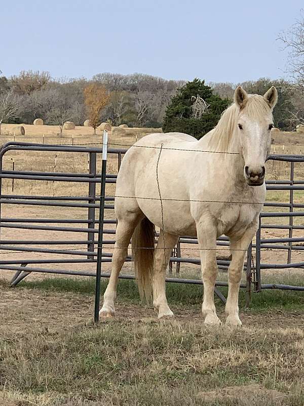 draft-trail-american-cream-draft-horse