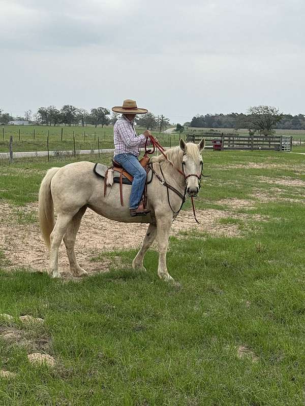 american-cream-draft-mare-broodmare