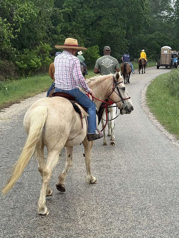 american-cream-draft-horse-for-sale