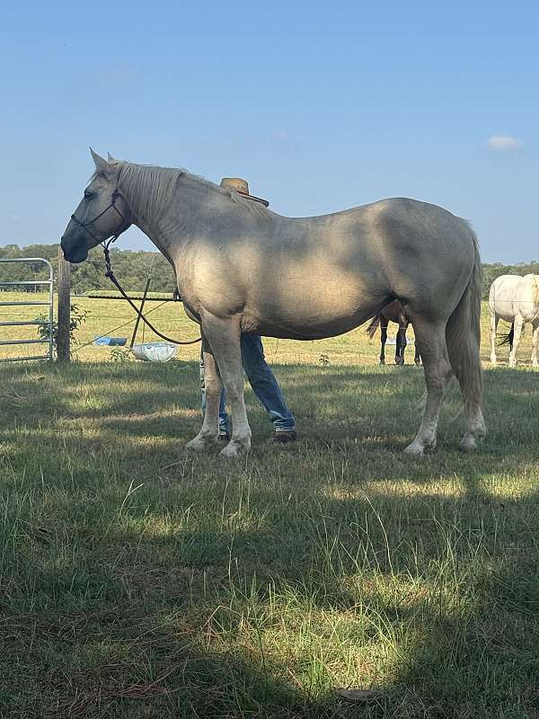 american-cream-draft-horse