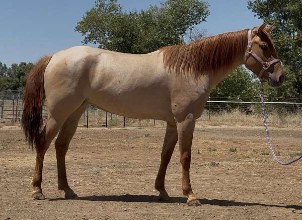 paint-filly
