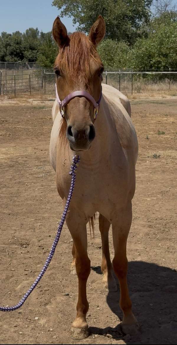 cassidy-filly