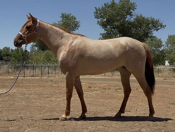 gorgeous-red-dun-paint-horse