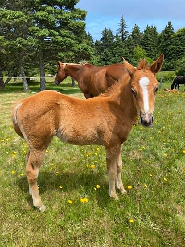 all-around-paint-horse