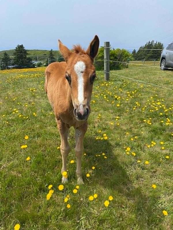 threatened-paint-horse
