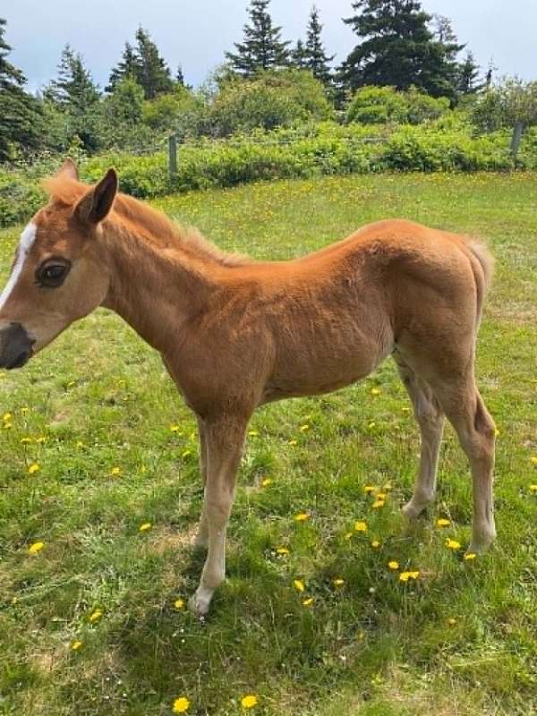 threatened-horse