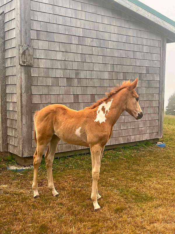 sorrel-overo-all-around-horse