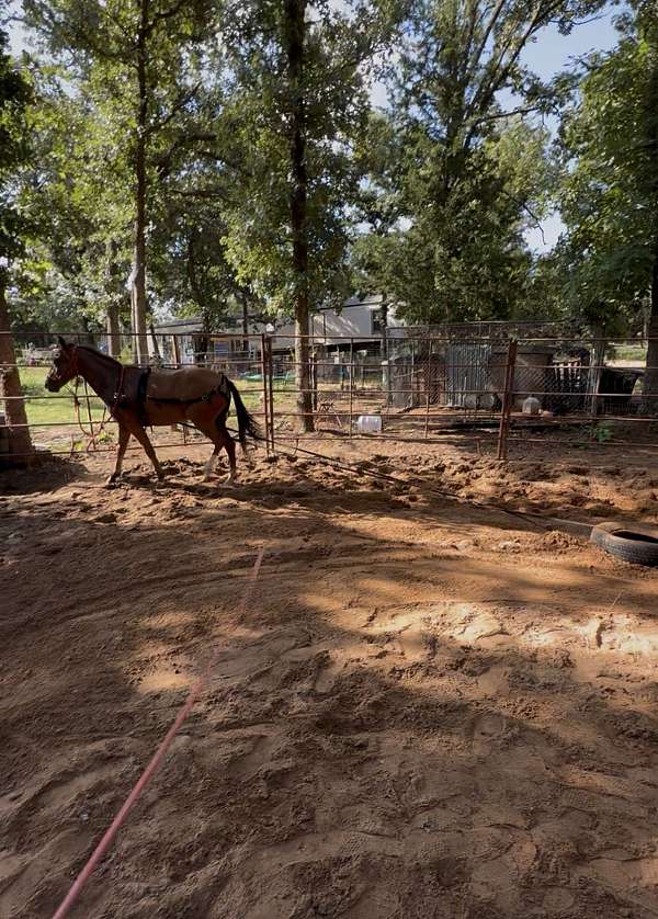 quarter-pony