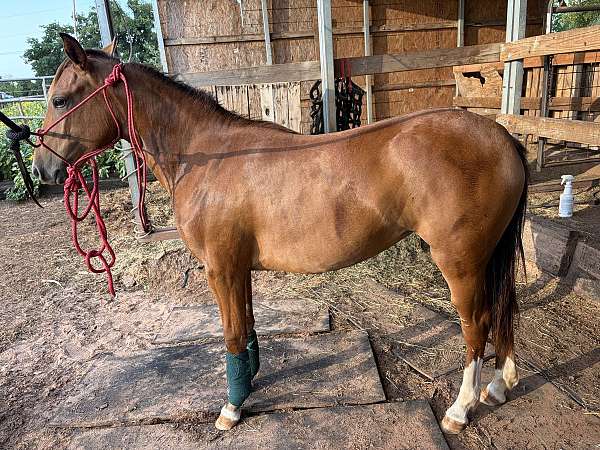quarter-pony-filly