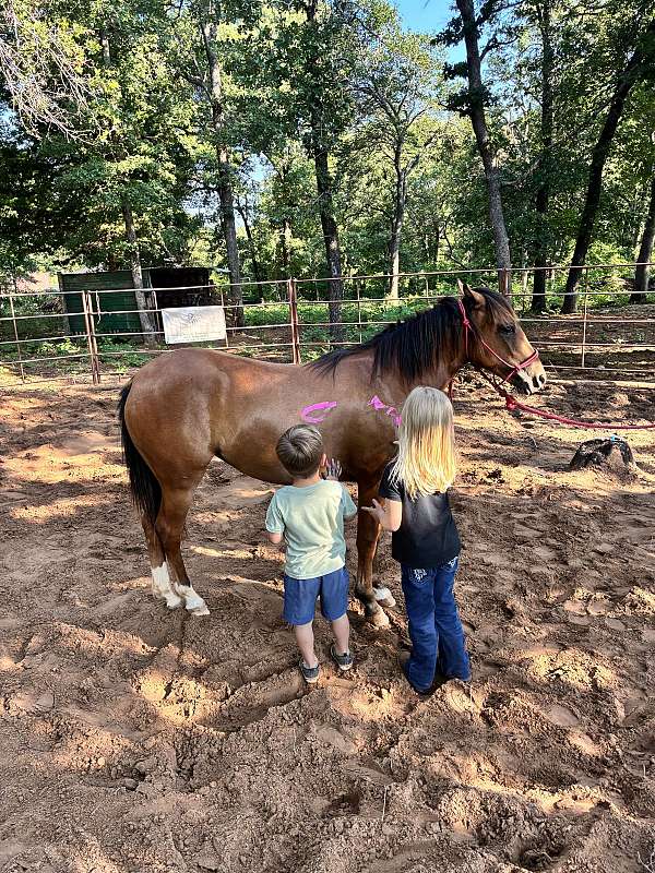 quarter-pony-for-sale