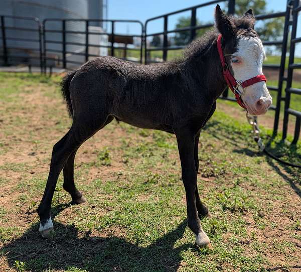 pony-colt