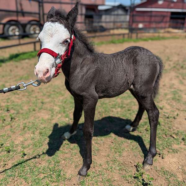 pony-for-sale