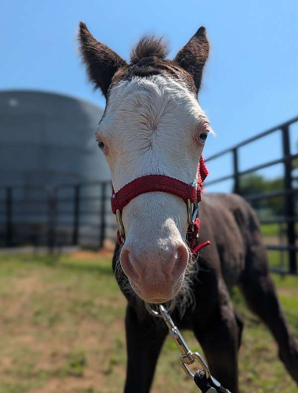 pony