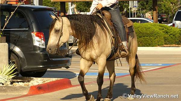 penning-quarter-horse