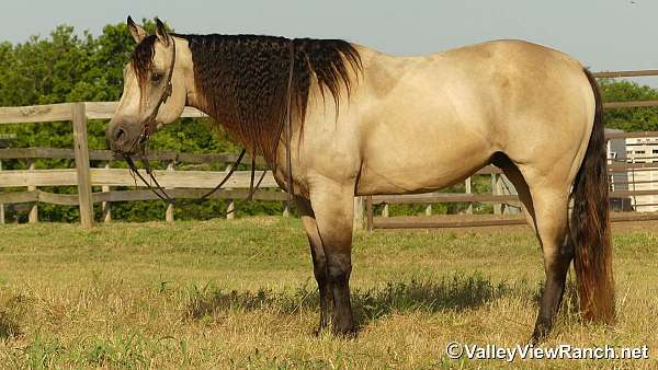 husband-safe-quarter-horse