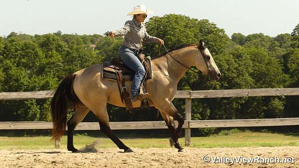 kid-safe-quarter-horse