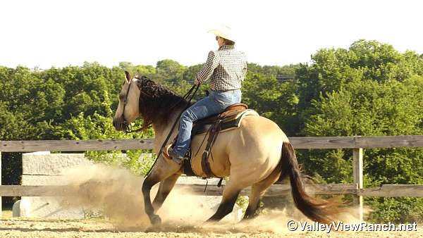 ranch-quarter-horse