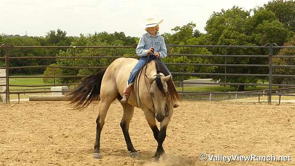 ranch-versatility-quarter-horse