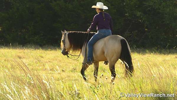 reining-quarter-horse