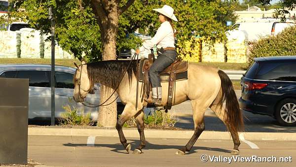 trail-quarter-horse