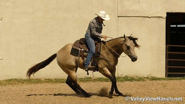trail-class-competition-quarter-horse
