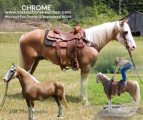 or-best-offer-missouri-fox-trotter-horse