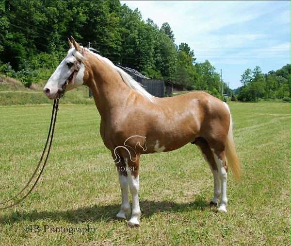 standing-missouri-fox-trotter-horse