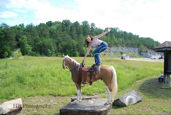 versatile-missouri-fox-trotter-horse