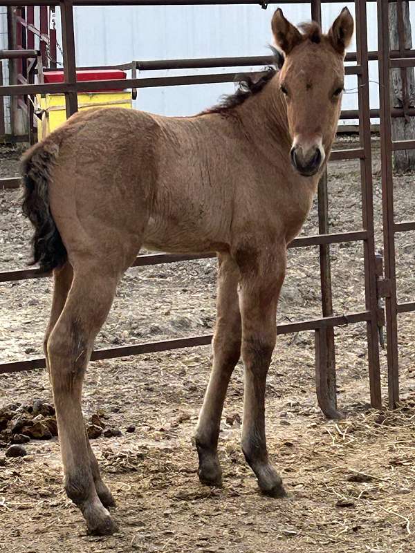 colt-weanling-quarter-horse