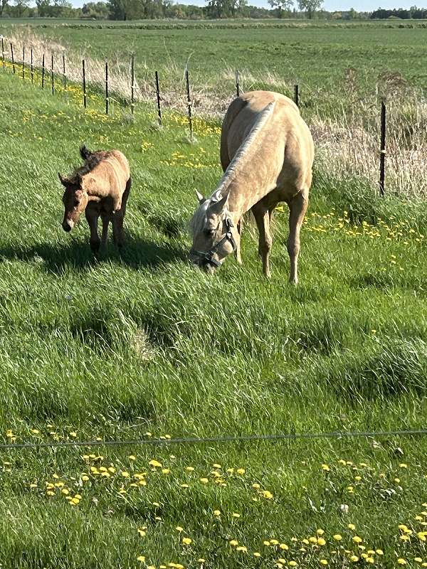 colt-weanling-horse