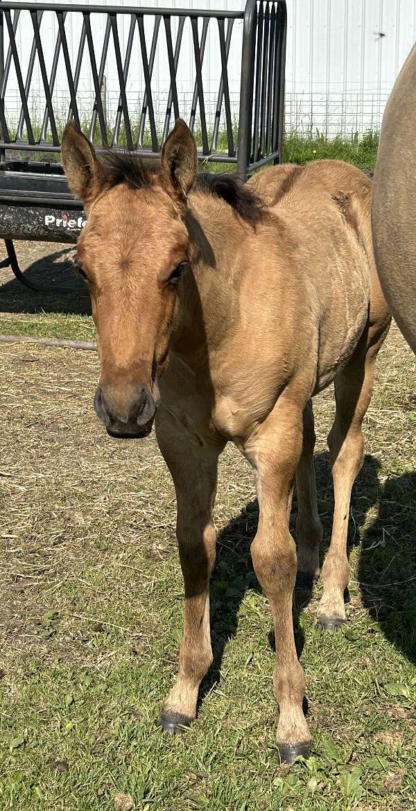 colt-weanling-colt