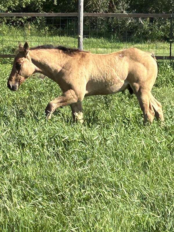 none-horse