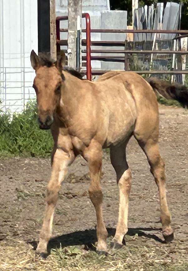 dun-w-blk-points-none-horse