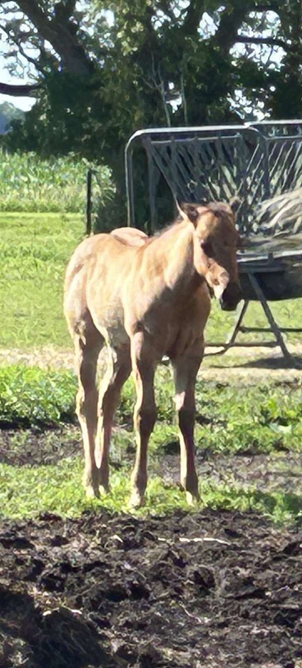 all-around-quarter-horse