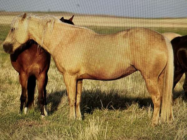 breeding-quarter-horse