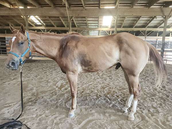 appaloosa-drum-gelding