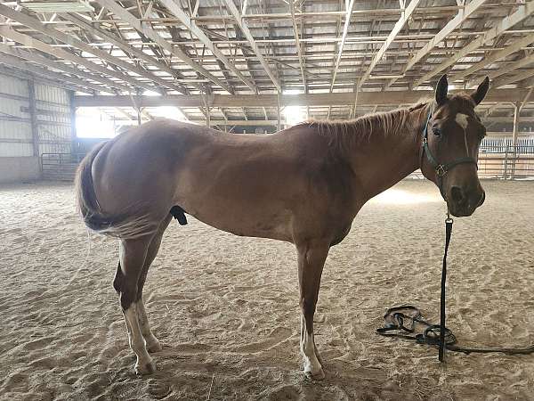 appaloosa-drum-horse-for-sale