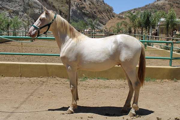 sacramento-andalusian-horse