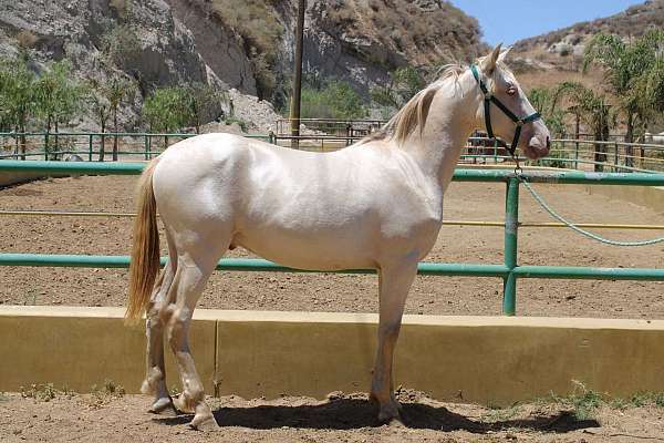 stockton-horse