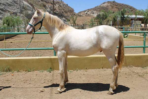 sacramento-colt