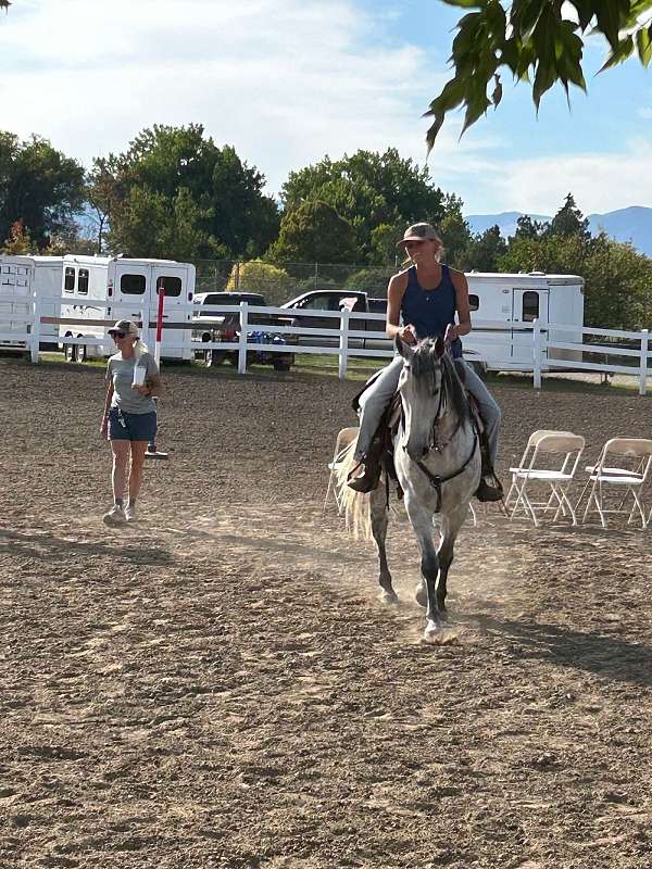 dapple-quarab-horse