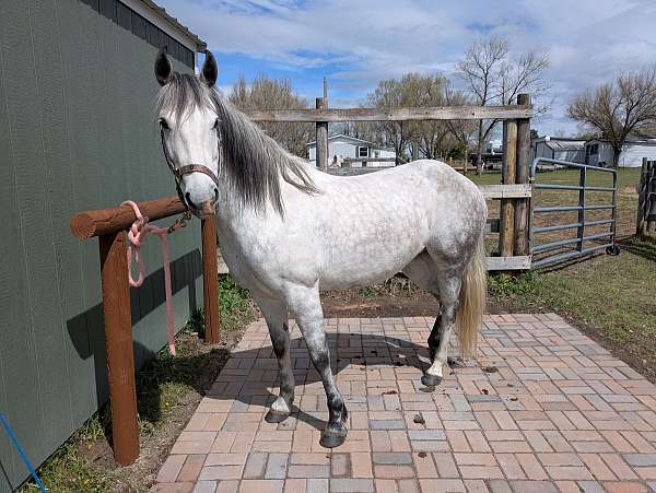 liberty-quarab-horse