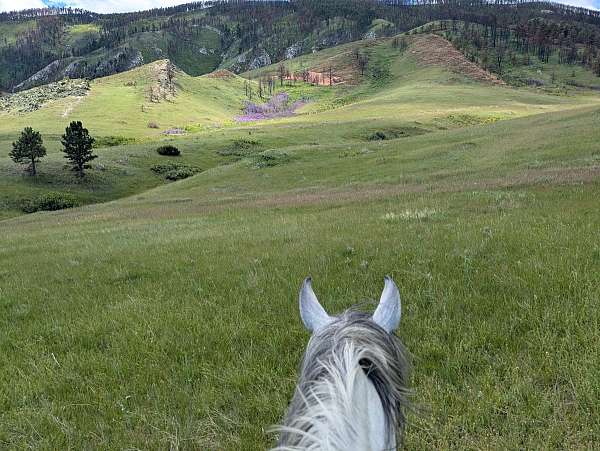 kind-quarab-horse