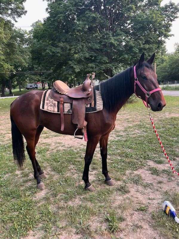 saddlebred-filly
