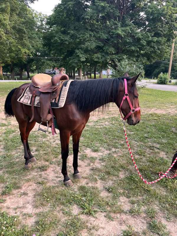 saddlebred-horse-for-sale