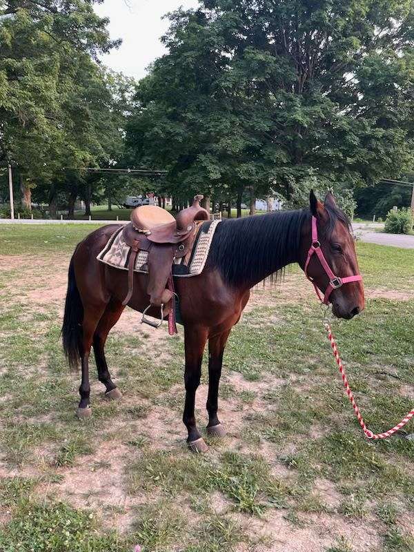 saddlebred-horse