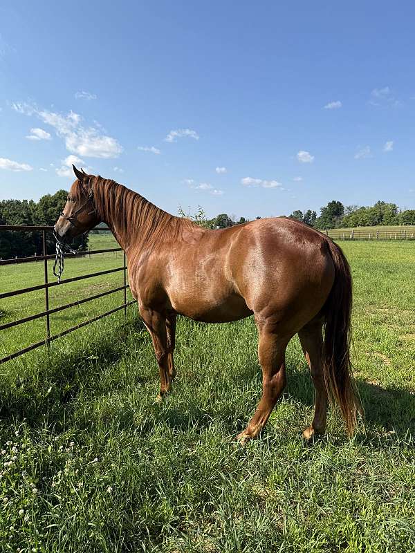 champagne-sorrel-breeding-horse