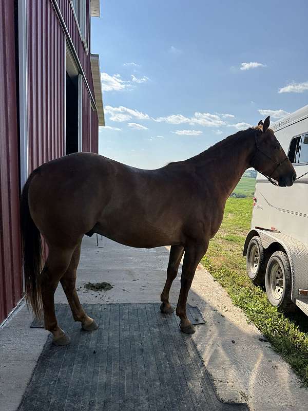 champagne-sorrel-racehorse