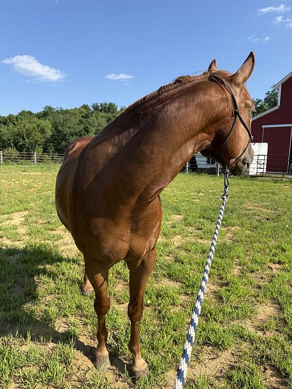 champagne-sorrel-rodeo-horse