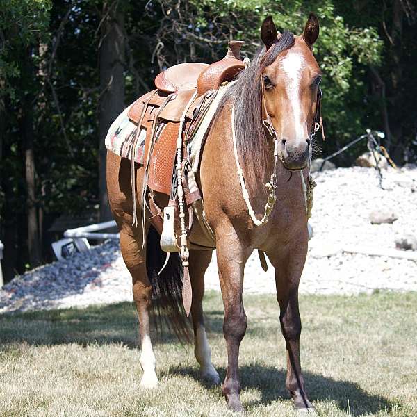 quarter-horse-gelding